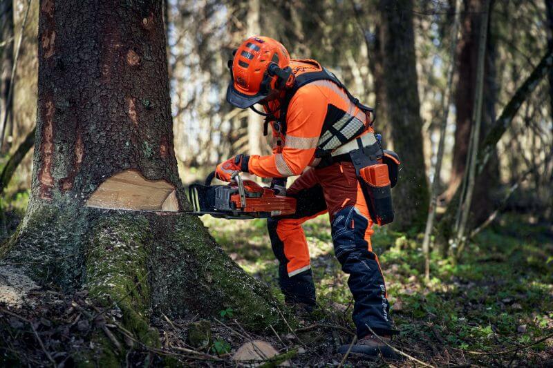 Forestry worker in orange safety gear and helmet uses a chainsaw to cut a tree near its base in a forest.